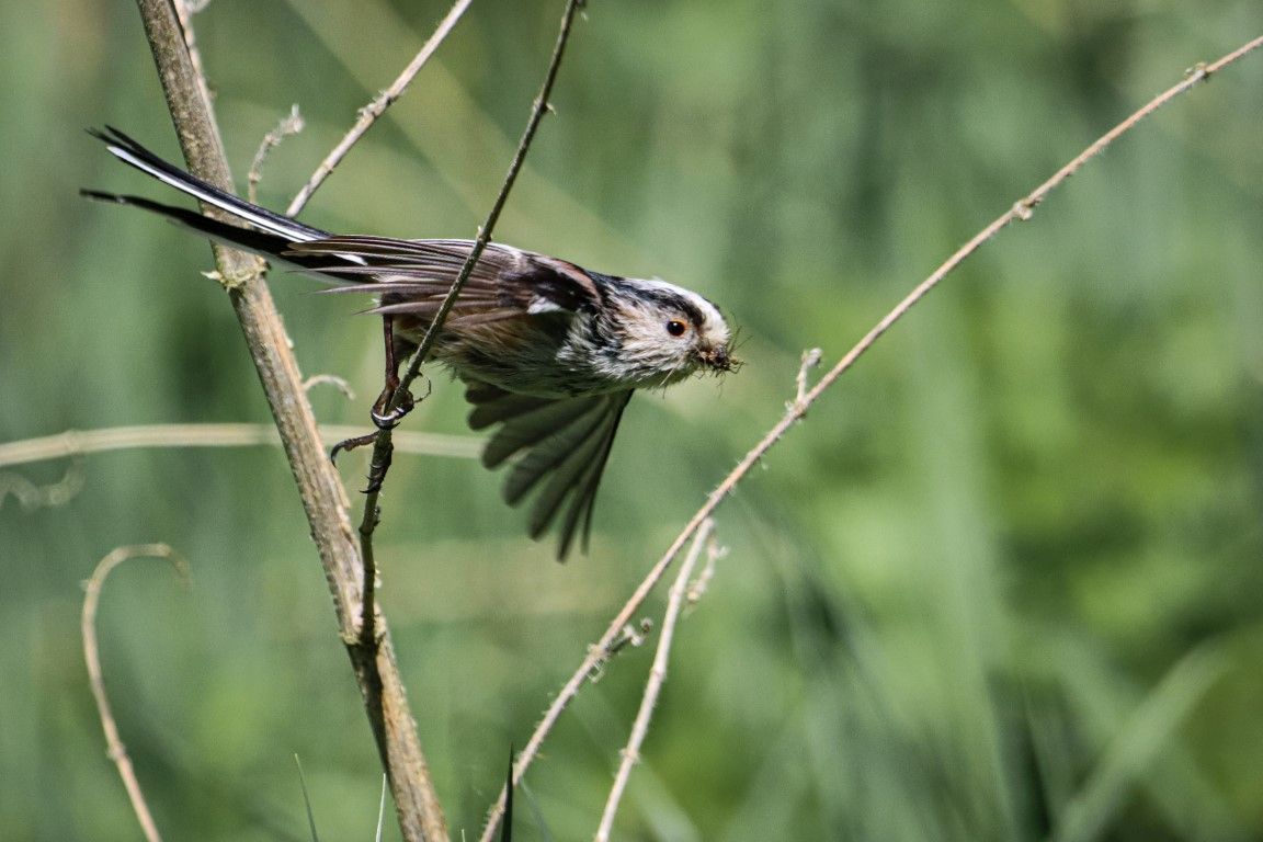Long tailled Tit 